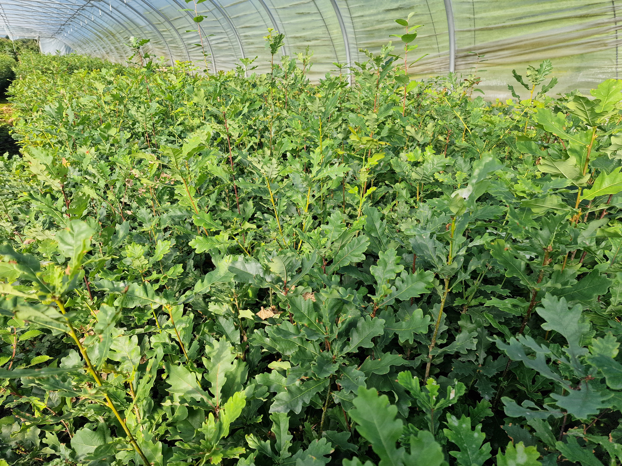 Stieleiche (1/0) Containerpflanzen 20-40cm Quercus robur Mehrpack, Pflanze, Bewuchs, Pflanze, Bewuchs, Pflanze, Bewuchs