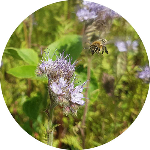 Blumenwiese_biene_im_Anflug_1200px_800x800@2x Blumenwiese_biene_im_Anflug_1200px_800x800@2x