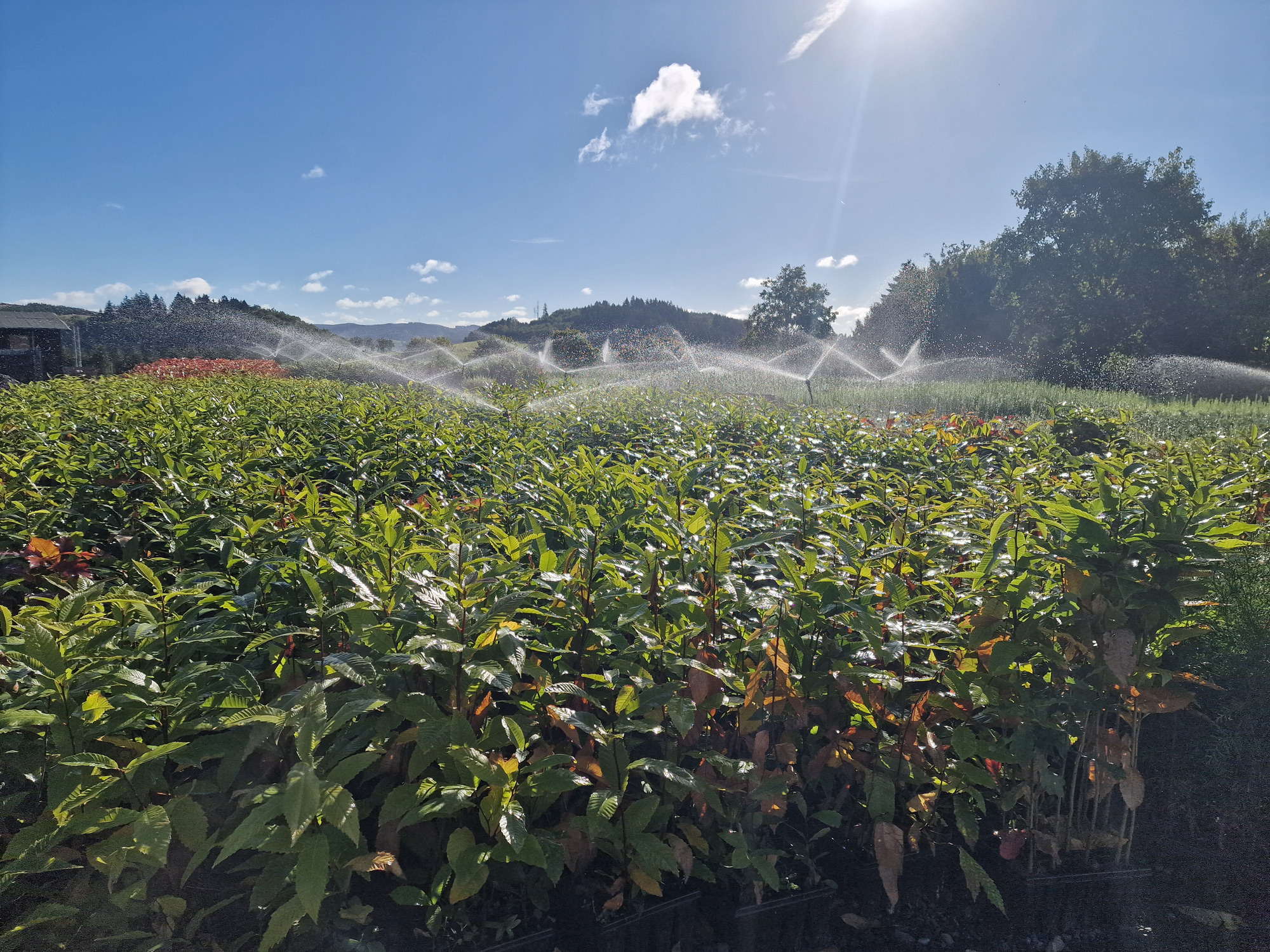 Esskastanie (1/0) Containerpflanzen 20-40cm Castanea sativa Mehrpack Esskastanie (1/0) Containerpflanzen 20-40cm Castanea sativa Mehrpack, Pflanzenwuchs, Sommer, Wasser, Garten, Feld, Pflanzenwuchs, Sommer, Wasser, Garten, Feld, Pflanzenwuchs, Sommer, Wasser, Garten, Feld