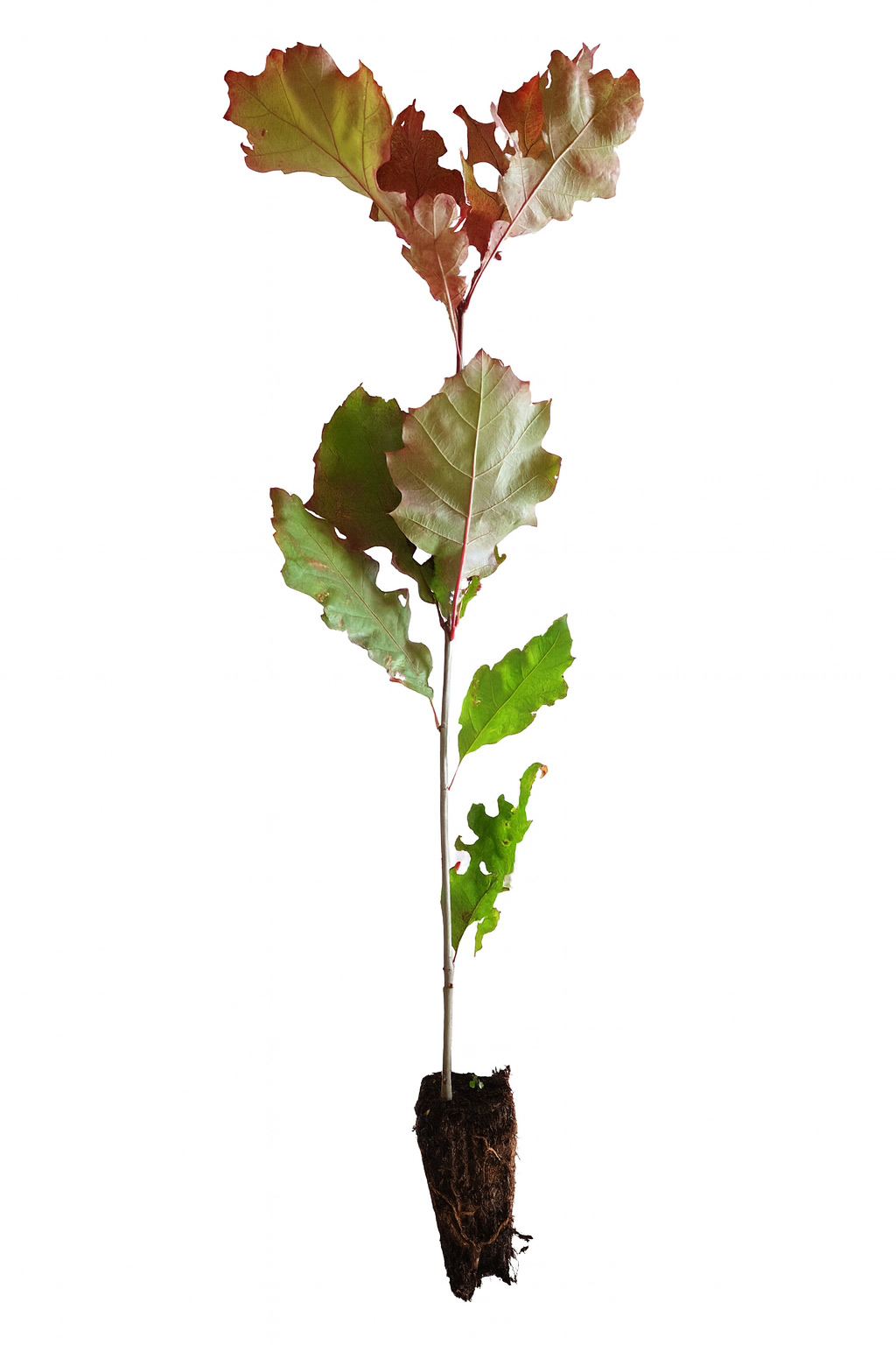 Roteiche (1/0) Containerpflanzen 20-40cm Quercus rubra Mehrpack Roteiche (1/0) Containerpflanzen 20-40cm Quercus rubra Mehrpack, Blatt, Pflanze, Boden, Baum, Topfpflanze