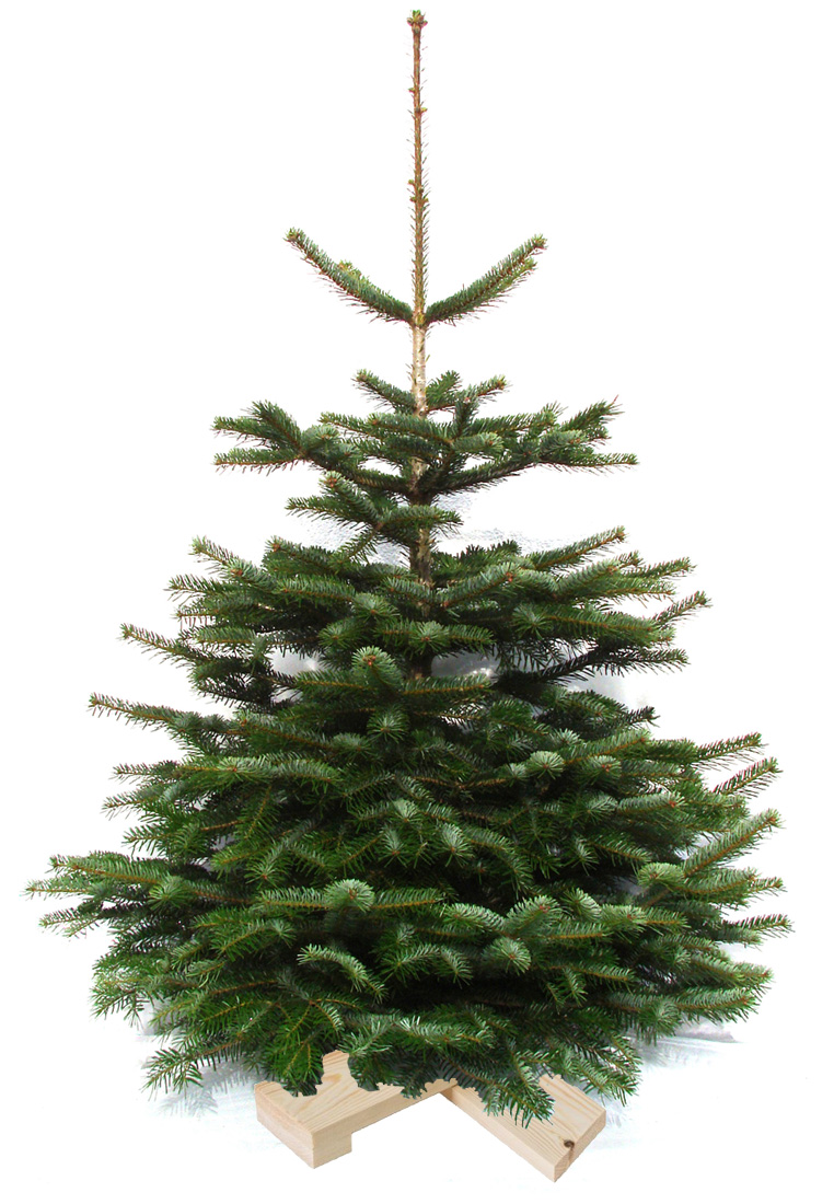 Weihnachtsbaum Nordmanntanne auf Holzkreuz ca. 100 cm