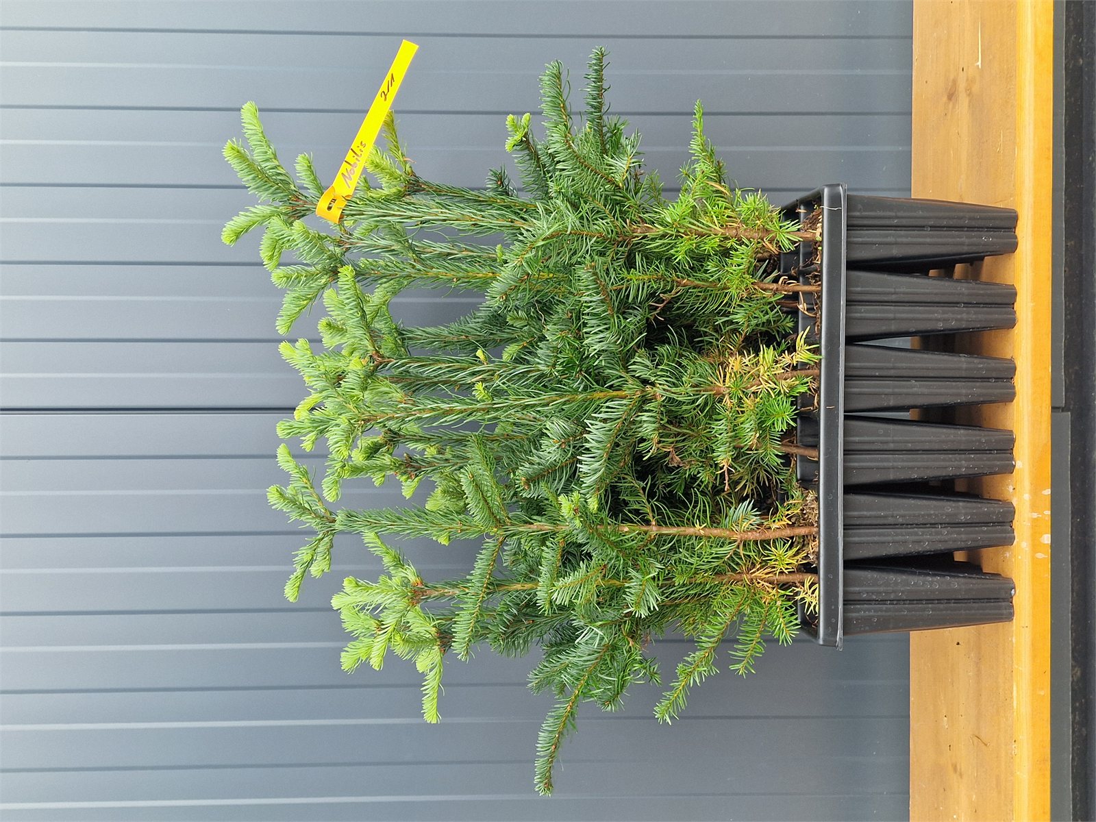 Nobilis Containerpflanzen 15-30cm Abies procera nobilis Mehrpack