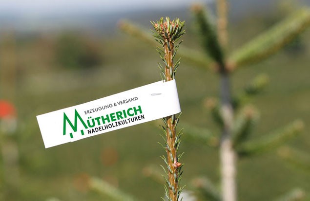 muetherich-baeume_800x800 muetherich-baeume_800x800