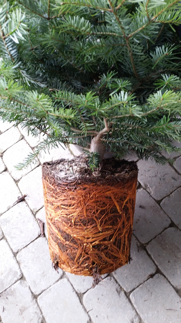 Wurzelballen Nordmanntanne im Topf gezogen