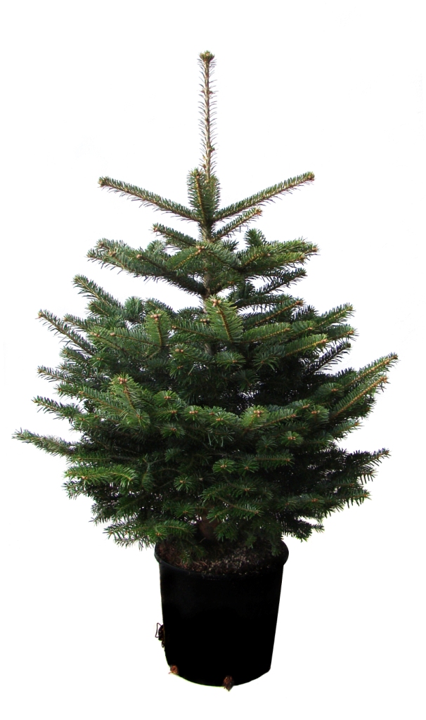 Weihnachtsbaum online kaufen