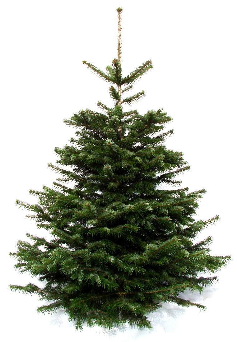 Weihnachtsbaum Nordmanntanne vorgebohrt für Easyfix Nordmanntanne geschlagen bis 190 cm