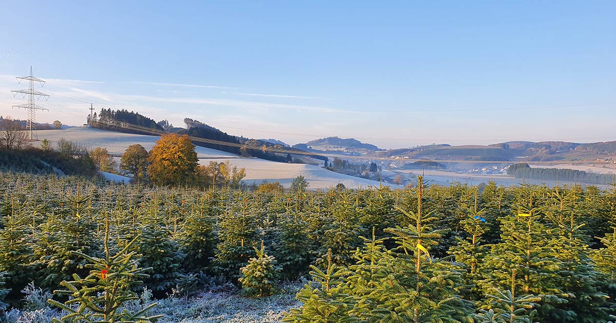 Feld mit Weihnachtsbäumen im Sauerland Nordmanntannen 