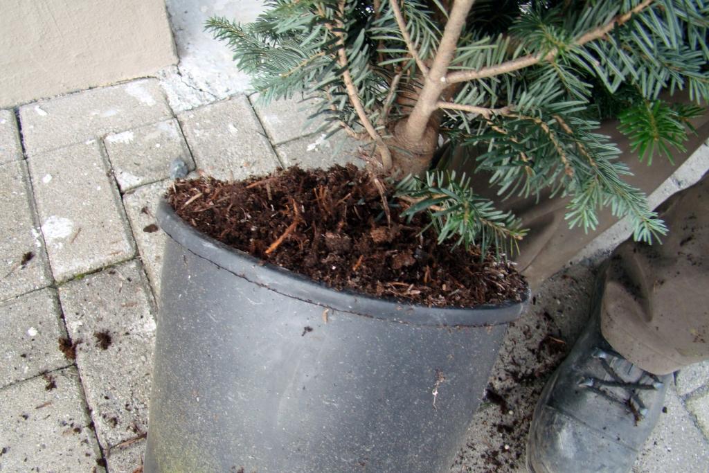 Topfballen Nordmanntanne