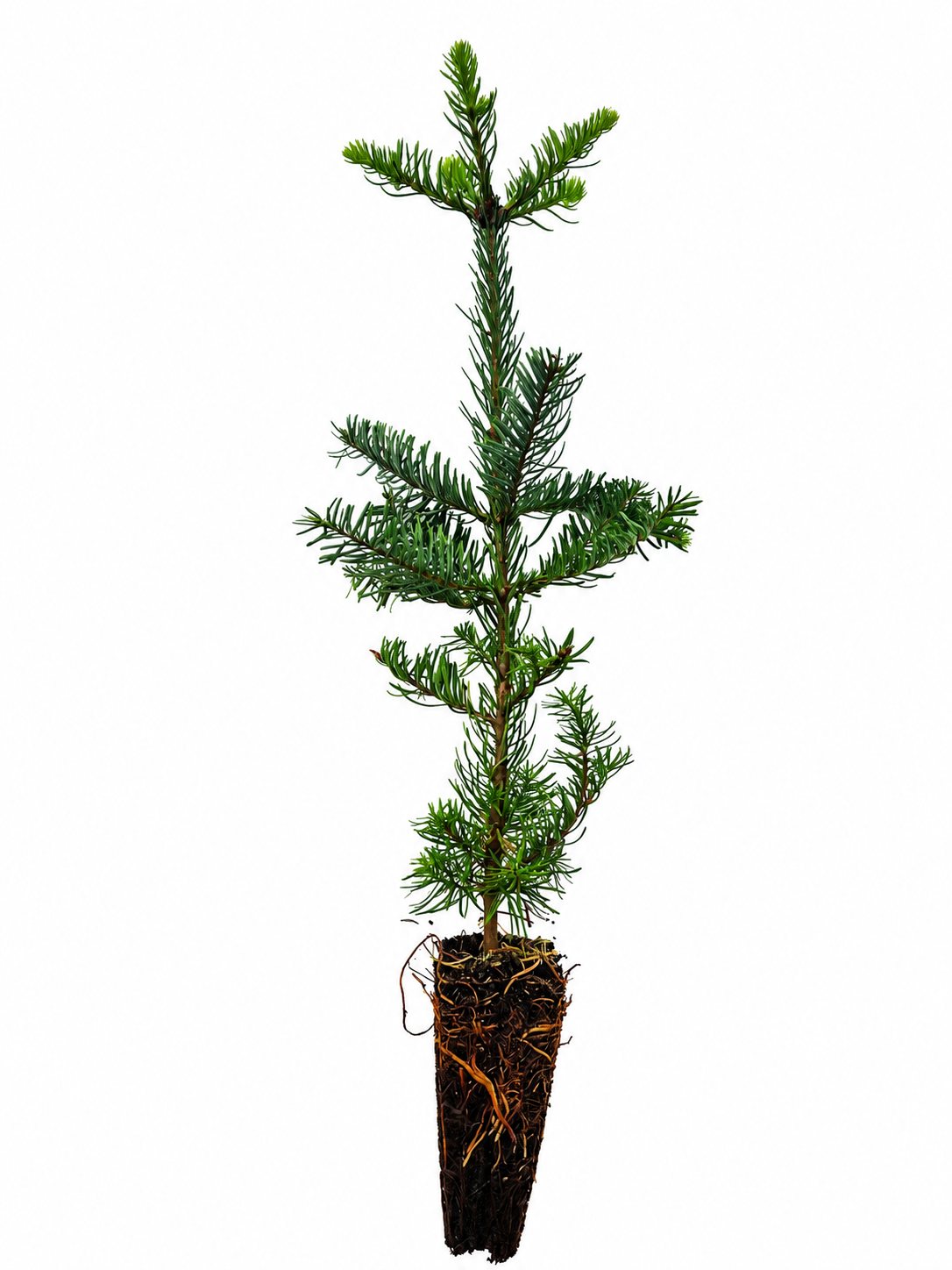 Nobilis Containerpflanzen 15-30cm Abies procera nobilis Mehrpack