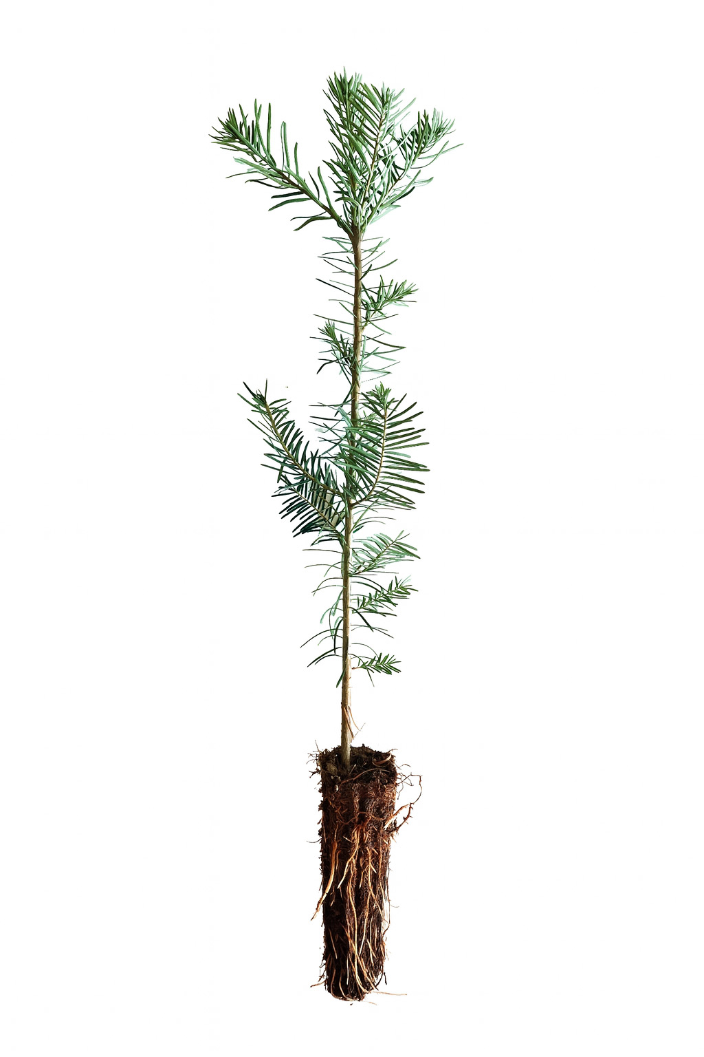 Küstentanne Containerpflanzen 20-40cm Abies Grandis Mehrpack, Pflanze, Baum, Palme, Konifer, Tanne