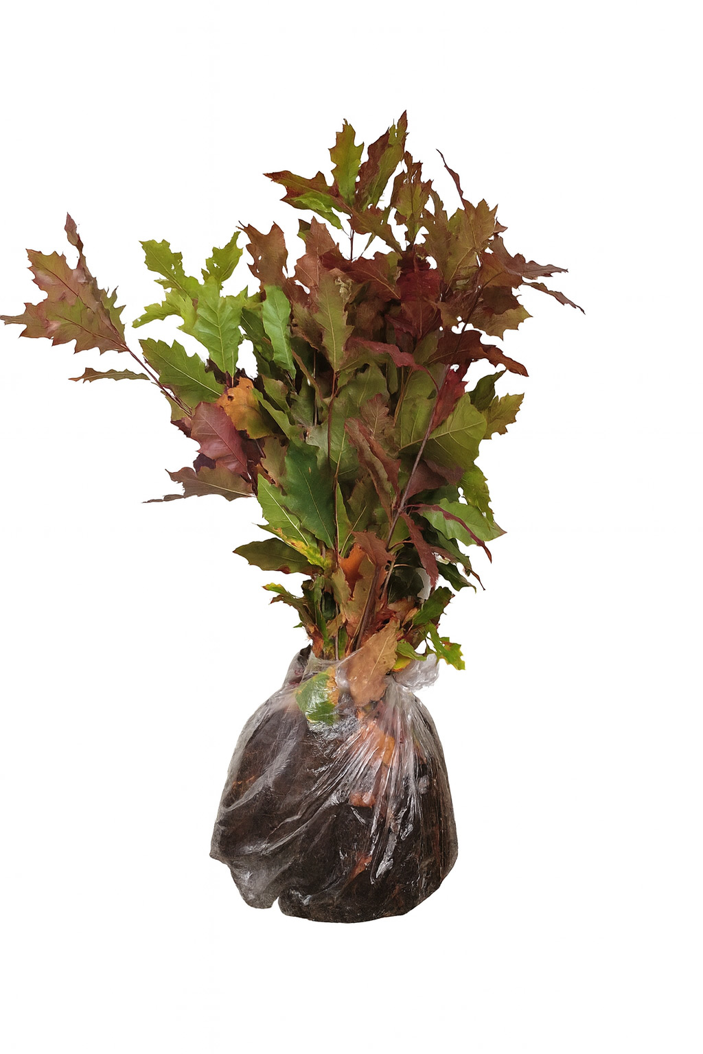 Roteiche (1/0) Containerpflanzen 20-40cm Quercus rubra Mehrpack, Blatt, Pflanze, Blume, Blumen-Arrangement, Topfpflanze