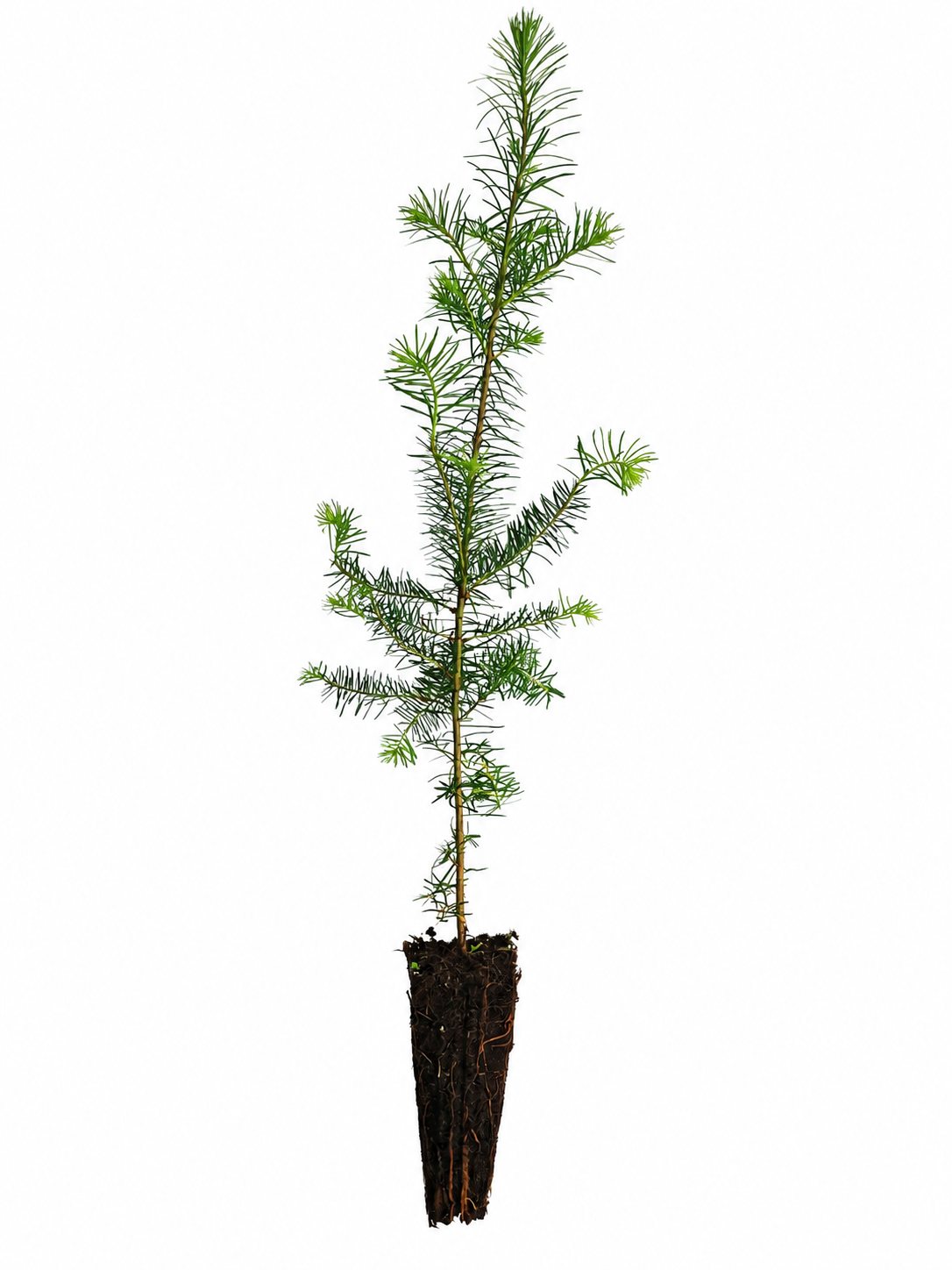 Douglasie Containerpflanzen 30-60cm Pseudotsuga menziesii Mehrpack