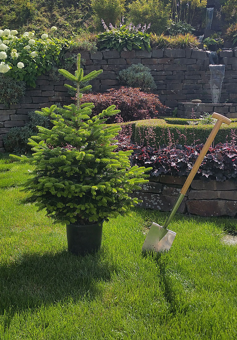 Nordmanntanne im Garten einpflanzen