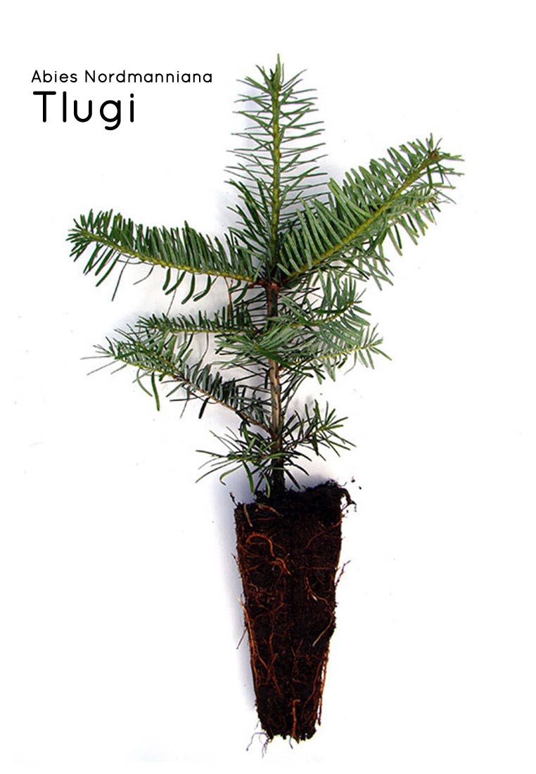 Nordmanntanne Containerpflanzen Herkunft Tlugi 15-30cm Pflanze, Baum, Tanne, Konifer, Boden