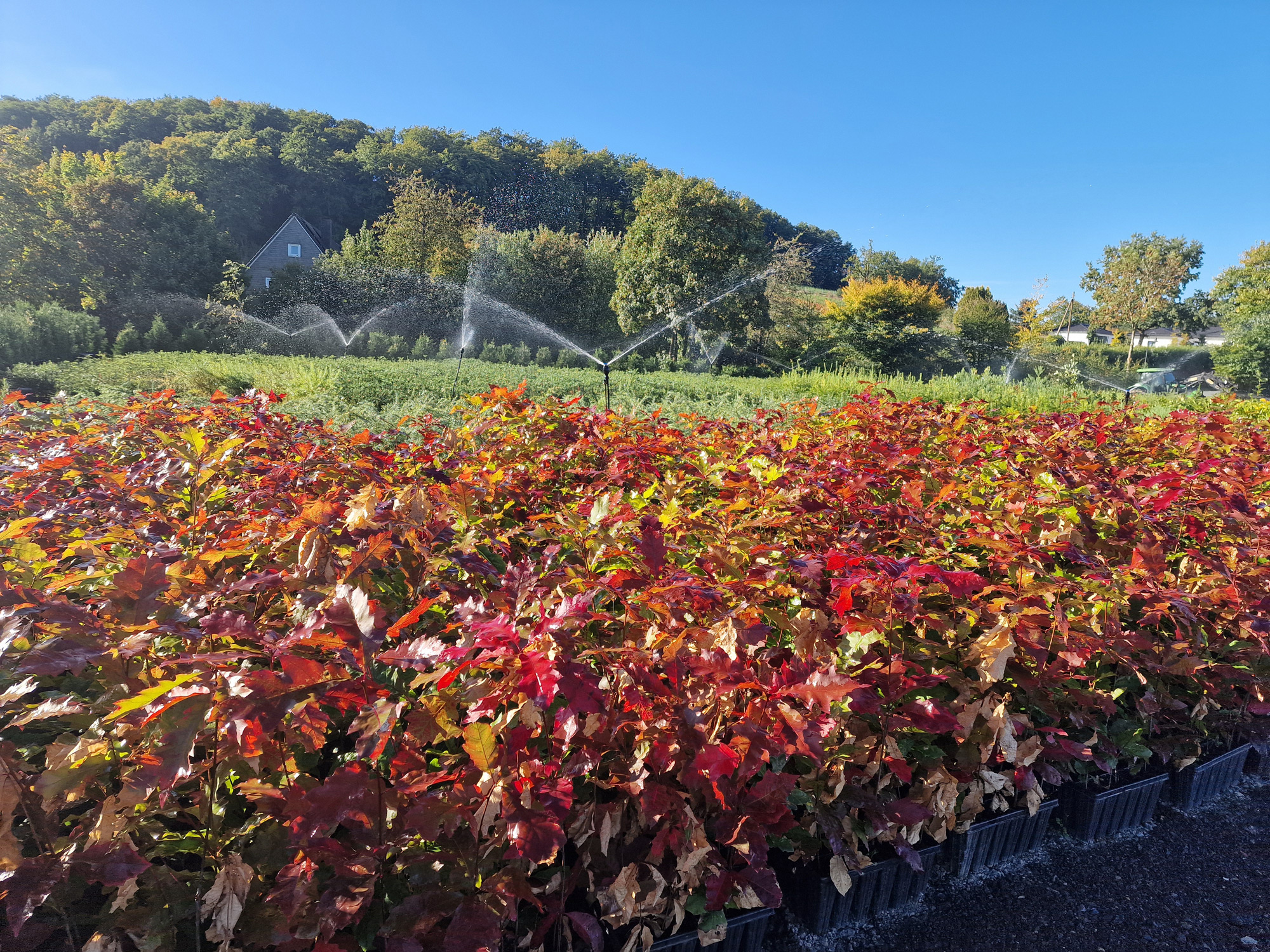 Roteiche (1/0) Containerpflanzen 20-40cm Quercus rubra Mehrpack Roteiche (1/0) Containerpflanzen 20-40cm Quercus rubra Mehrpack, Blatt, Vegetation, Wasser, Baum, Garten, Blatt, Vegetation, Wasser, Baum, Garten, Blatt, Vegetation, Wasser, Baum, Garten