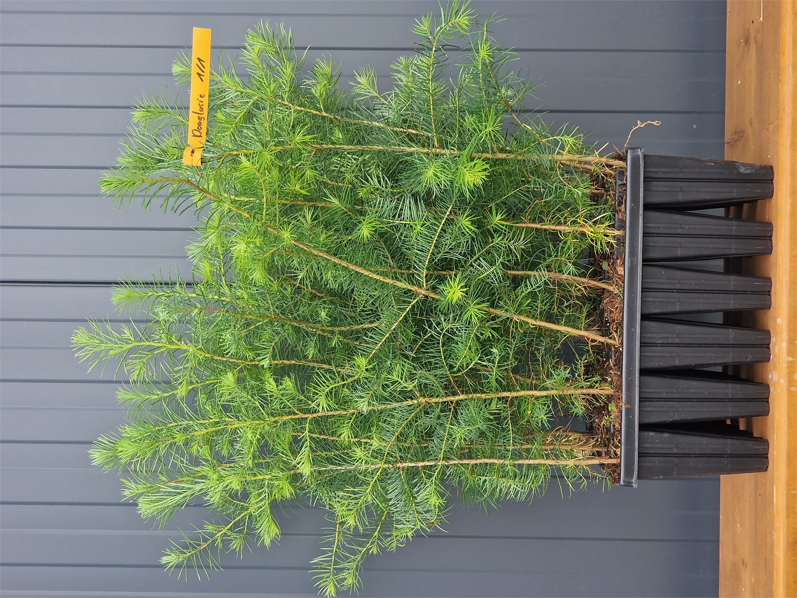 Douglasie Containerpflanzen 30-60cm Pseudotsuga menziesii Mehrpack