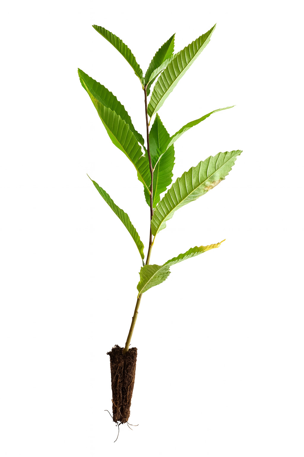 Esskastanie (1/0) Containerpflanzen 20-40cm Castanea sativa Mehrpack, Blatt, Pflanze, Baum, Blatt, Pflanze, Baum, Blatt, Pflanze, Baum