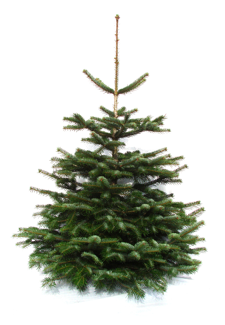 Nordmanntanne geschlagen bis 140 cm
