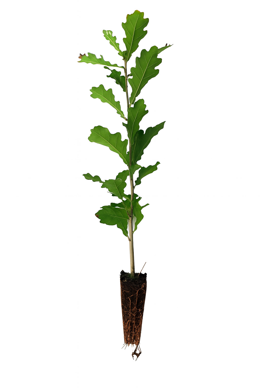 Stieleiche (1/0) Containerpflanzen 20-40cm Quercus robur Mehrpack Stieleiche (1/0) Containerpflanzen 20-40cm Quercus robur Mehrpack, Blatt, Pflanze, Pflanze im Topf, Baum, Boden, Blatt, Pflanze, Pflanze im Topf, Baum, Boden, Blatt, Pflanze, Pflanze im Topf, Baum, Boden