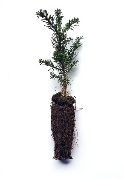 Nobilis Containerpflanzen 15-30cm Abies procera nobilis Mehrpack