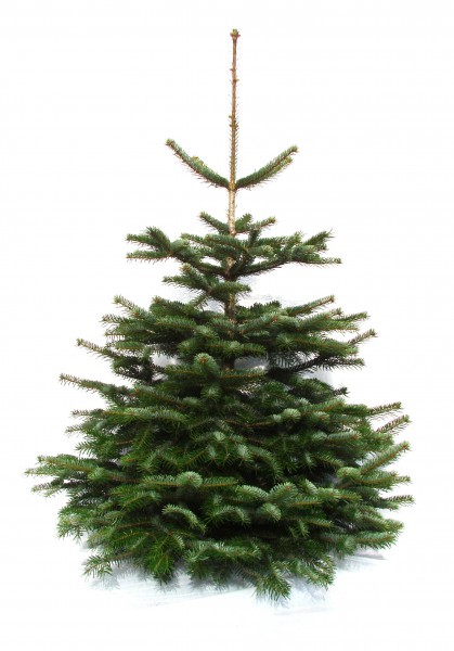 Weihnachtsbaum Nordmanntanne vorgebohrt für Easyfix